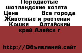 Породистые шотландские котята. › Цена ­ 5 000 - Все города Животные и растения » Кошки   . Алтайский край,Алейск г.